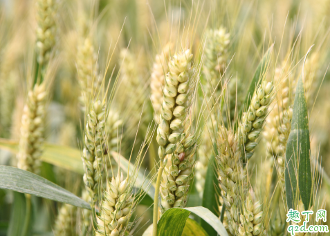 小麦啥时候种好 种小麦哪些事项是要注意的