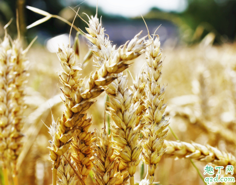 小麦啥时候种好 种小麦哪些事项是要注意的