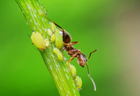 蚜虫最怕什么？这几种一定要知道
