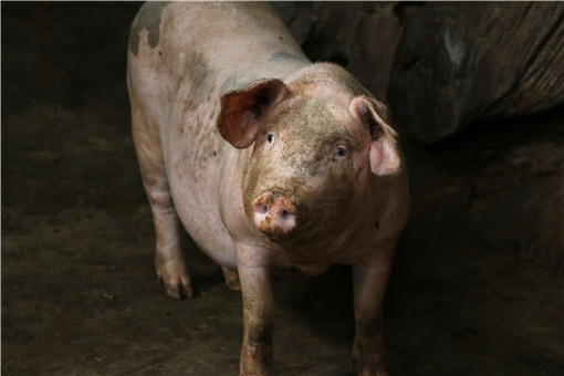 猪价连降18周！2021猪肉价格还会上涨吗？附最新走势分析！